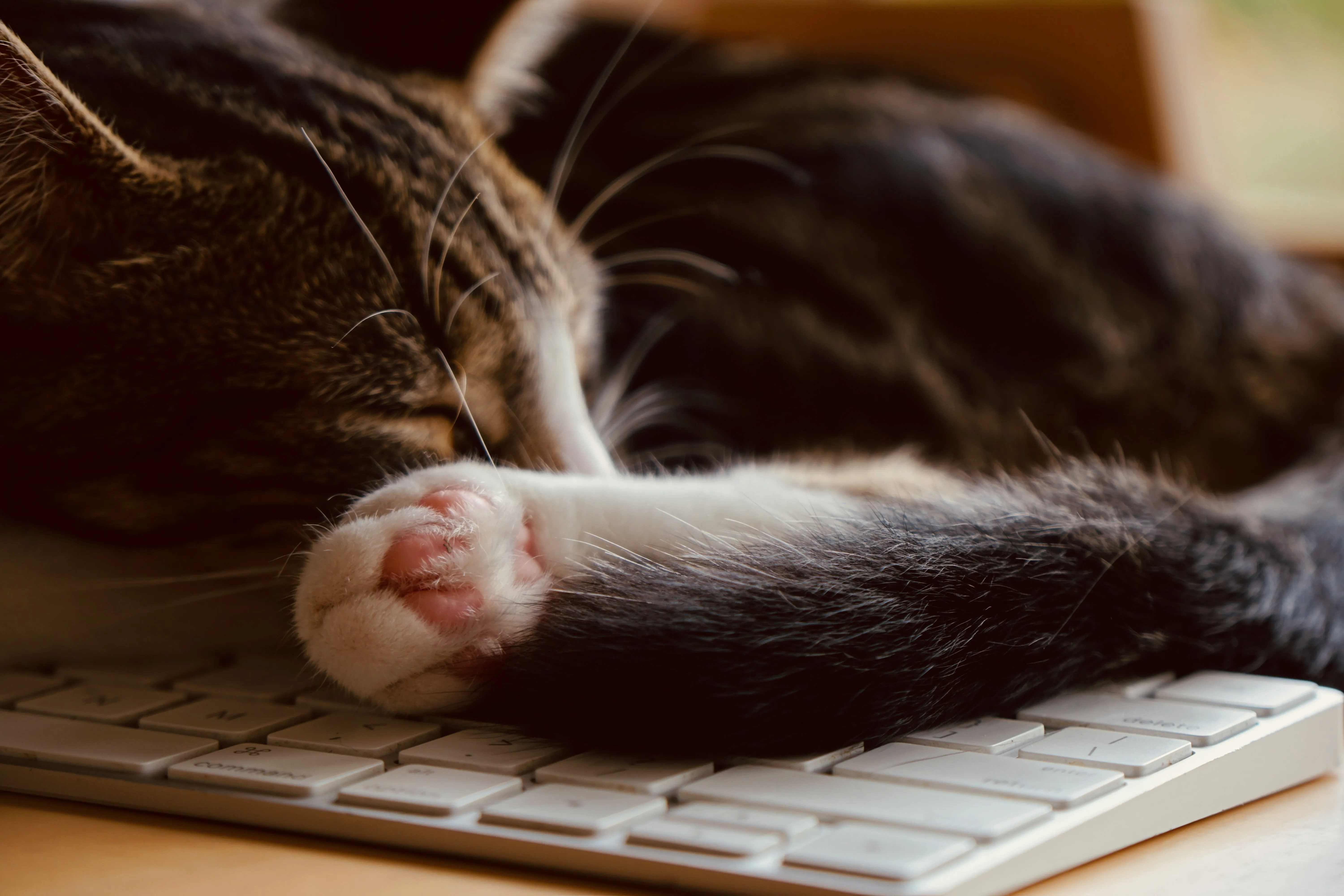cat sleeping on a keyboard