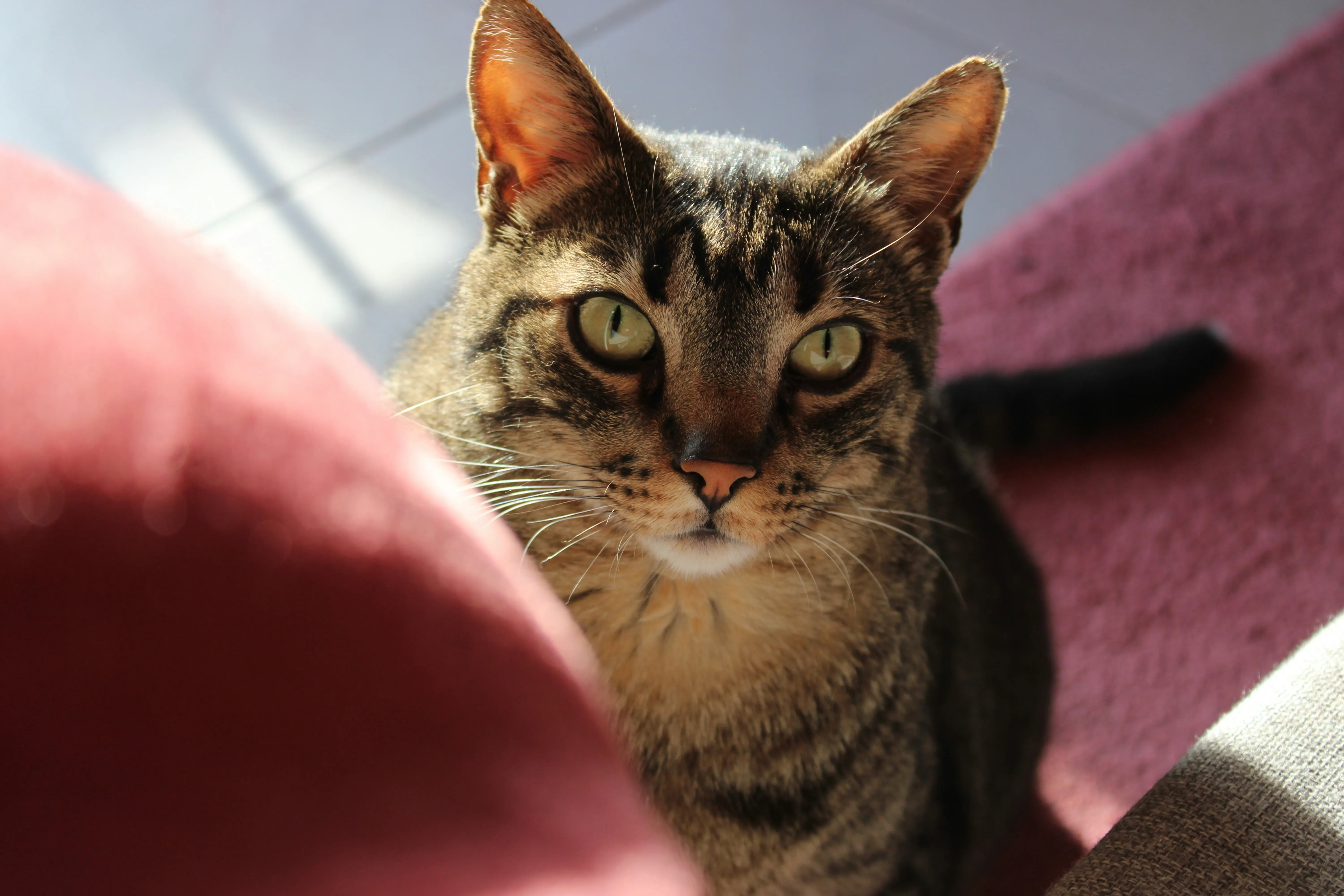 cat-looking-up