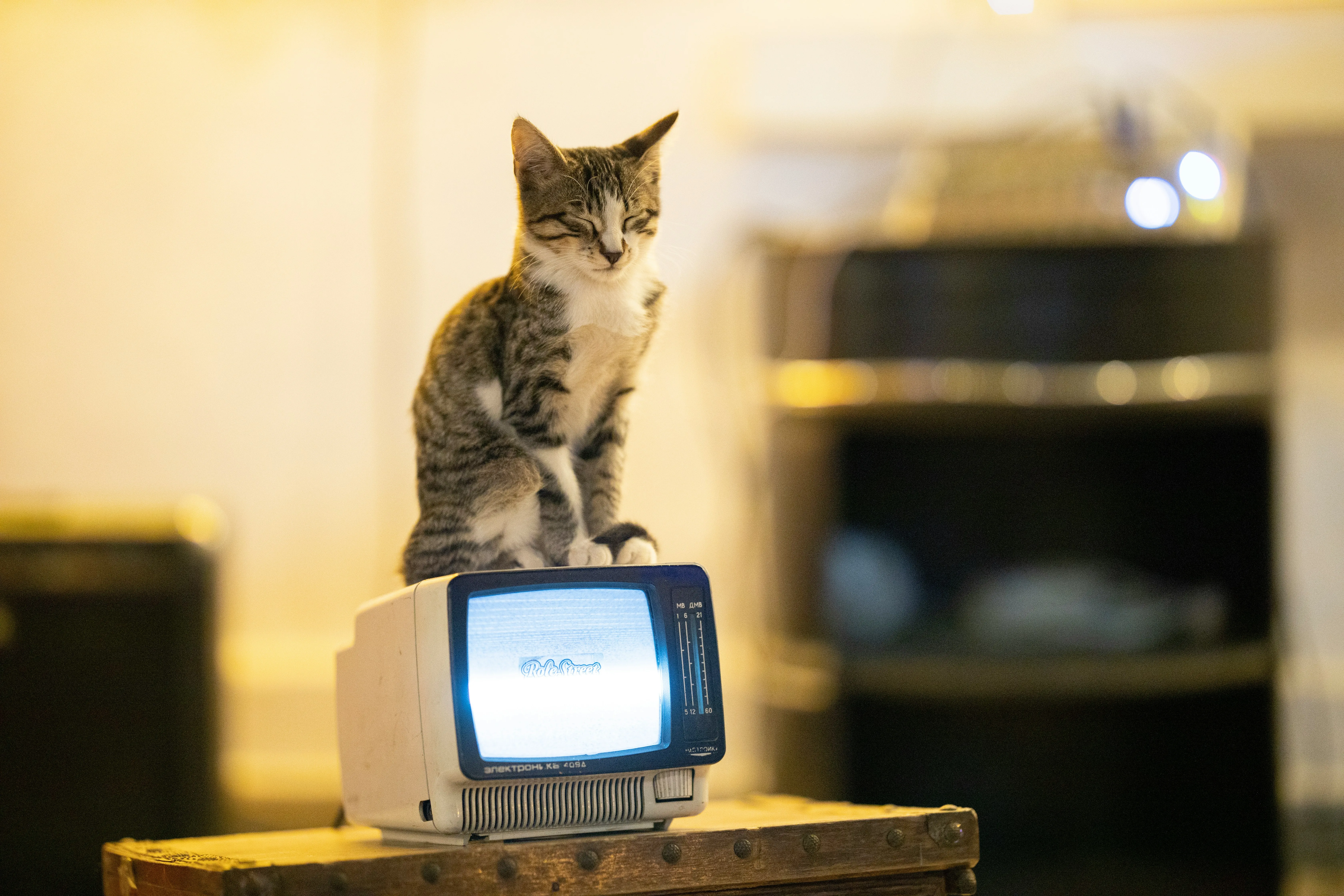 cat sitting on a very old computer screen