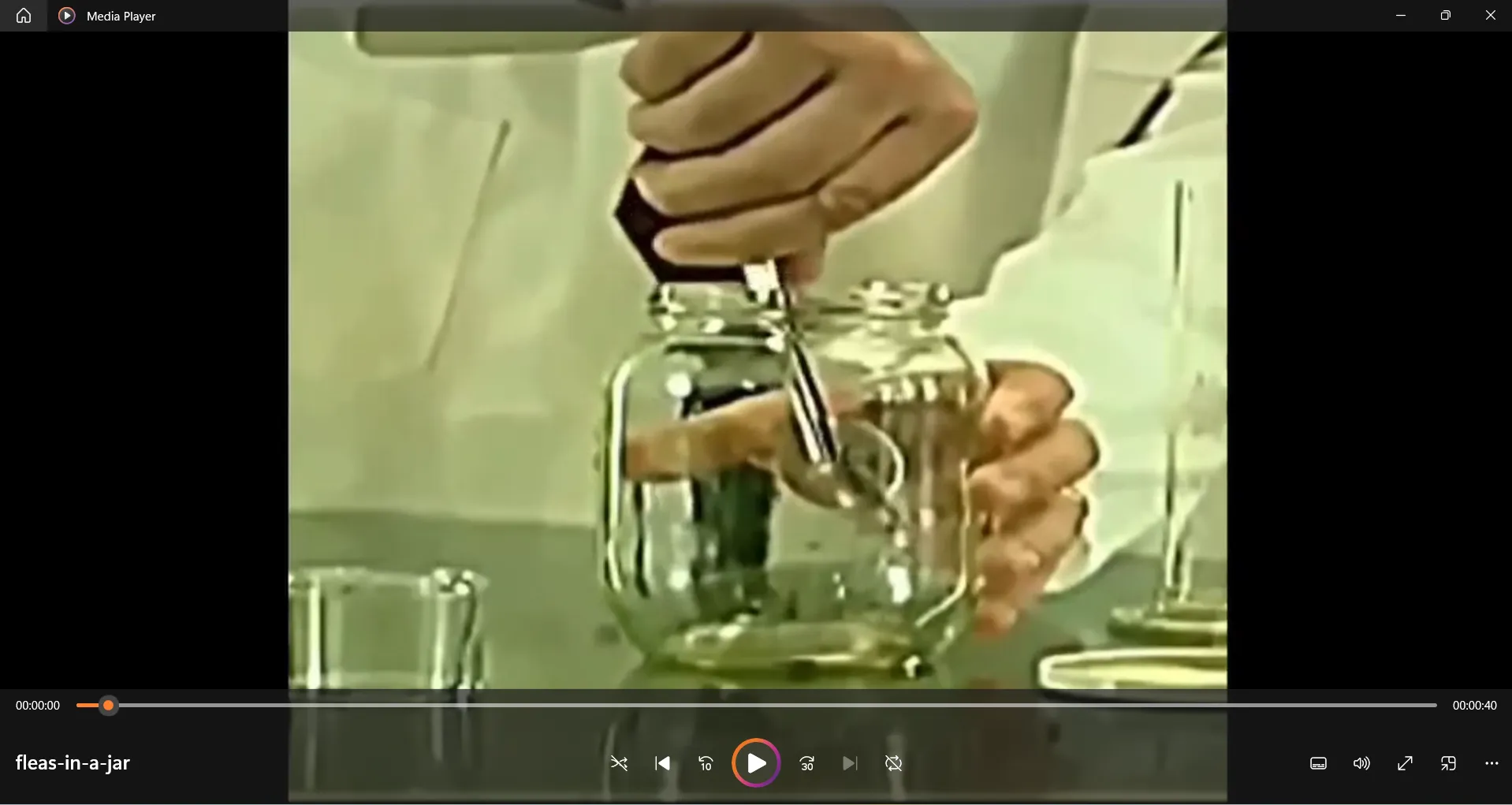 fleas in a jar for experiment