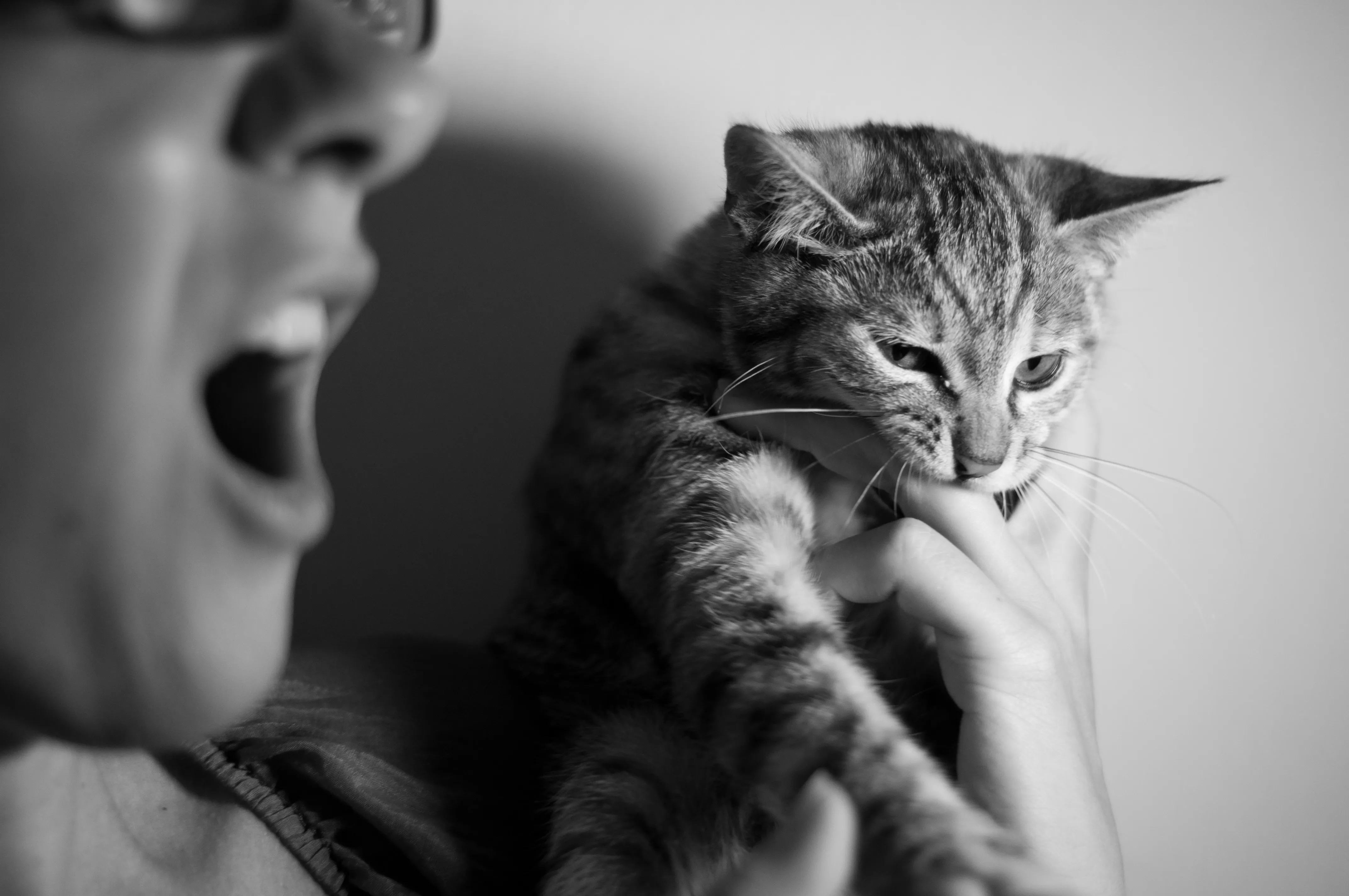 a cat biting a human