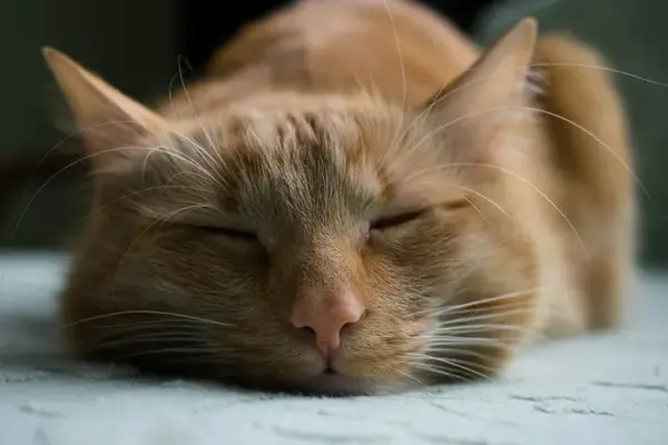 sleeping cat